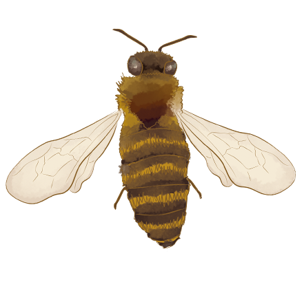 Biene