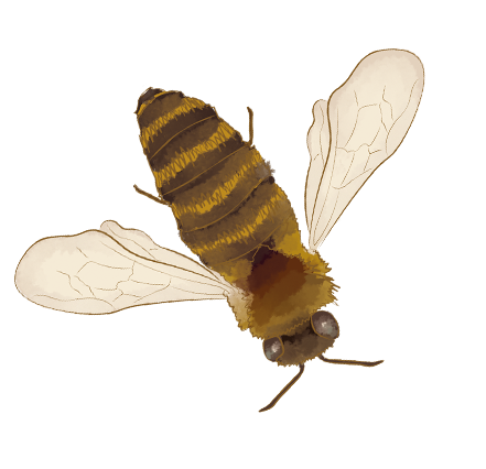 Biene