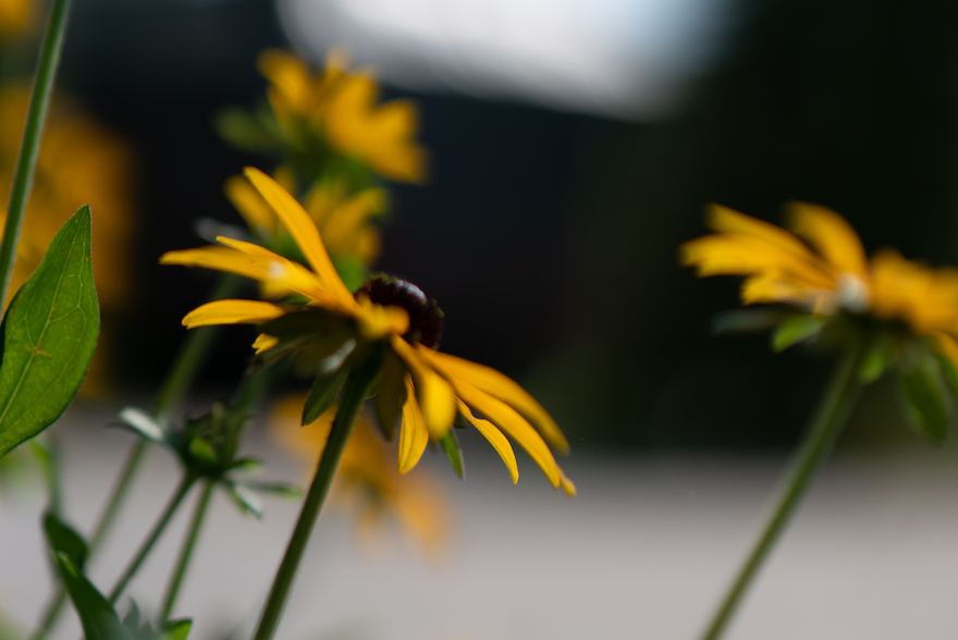 Blüten gelb
