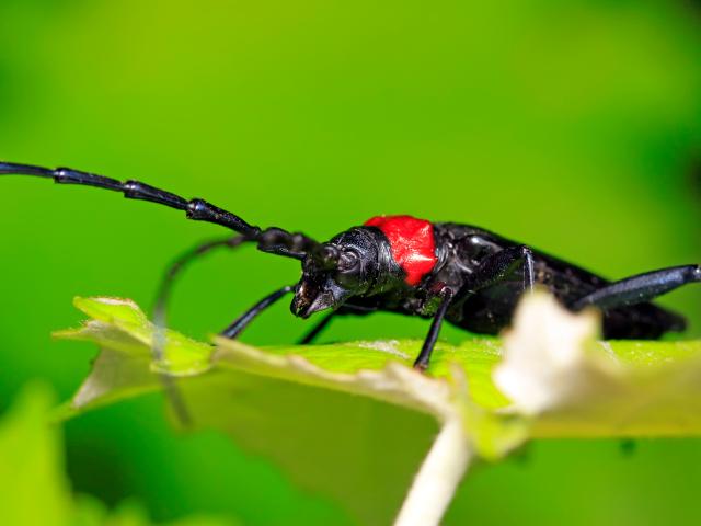Asiatischer Moschusbockkäfer Rosenheim 