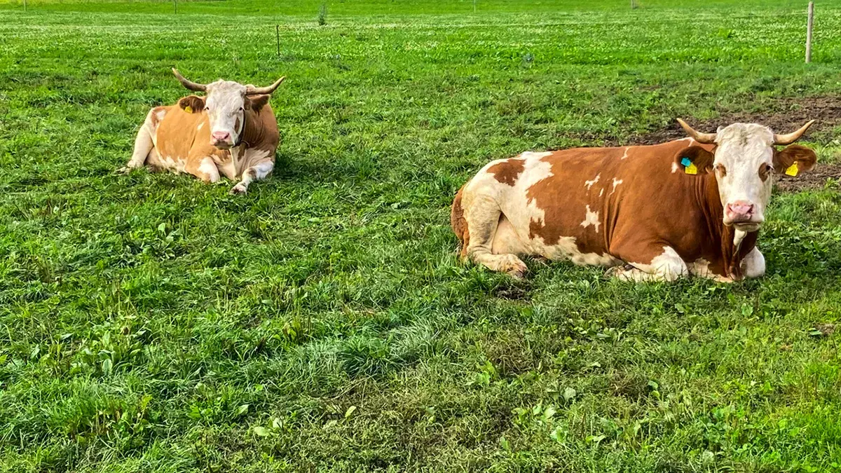 Kühe auf der Weide