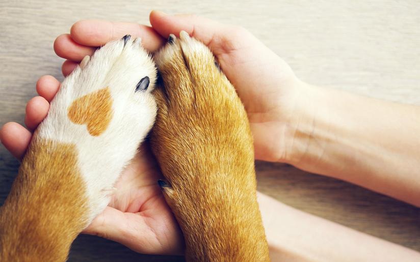Hundepfoten mit herzförmigem Fleck neben menschlicher Hand, Nahaufnahme von oben als Symbol für Tierliebe