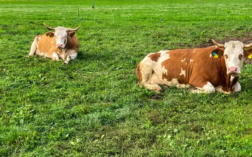 Kühe auf der Weide