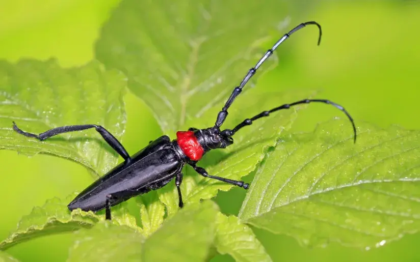 Asiatischer Moschusbockkäfer