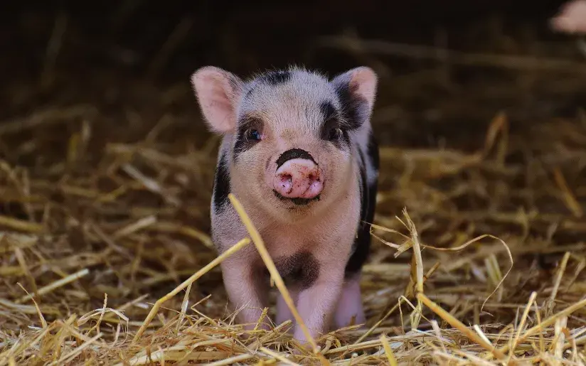 Schweinchen im Heu