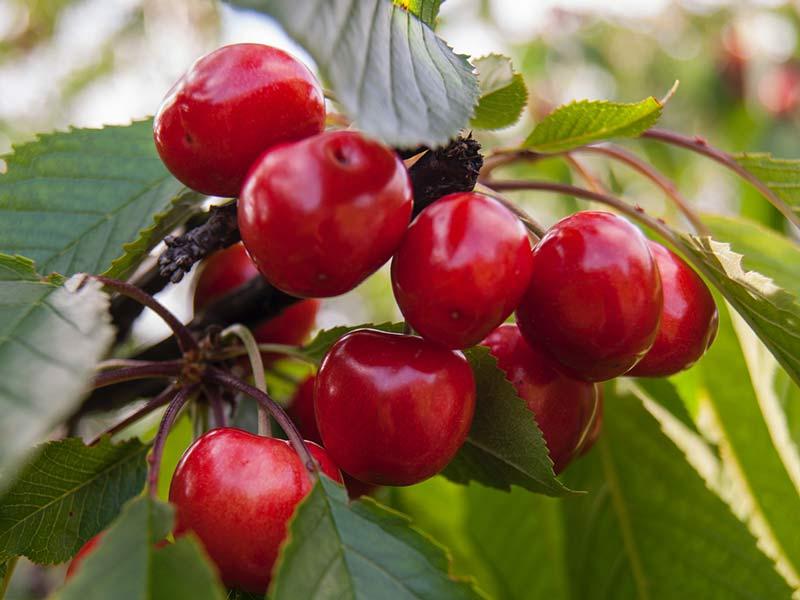 Kirschbaum der Gattung Prunus