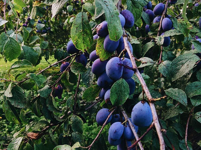 Zwetschgenbaum der Gattung Prunus