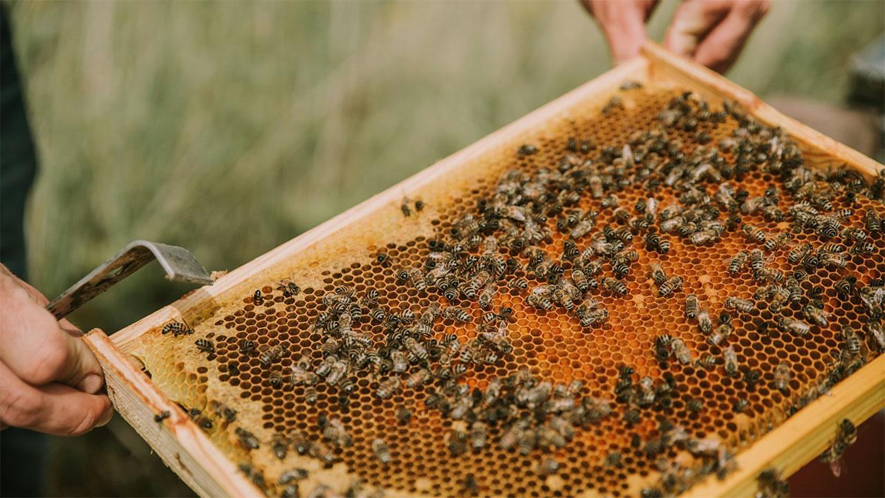 Bienen Nistkasten
