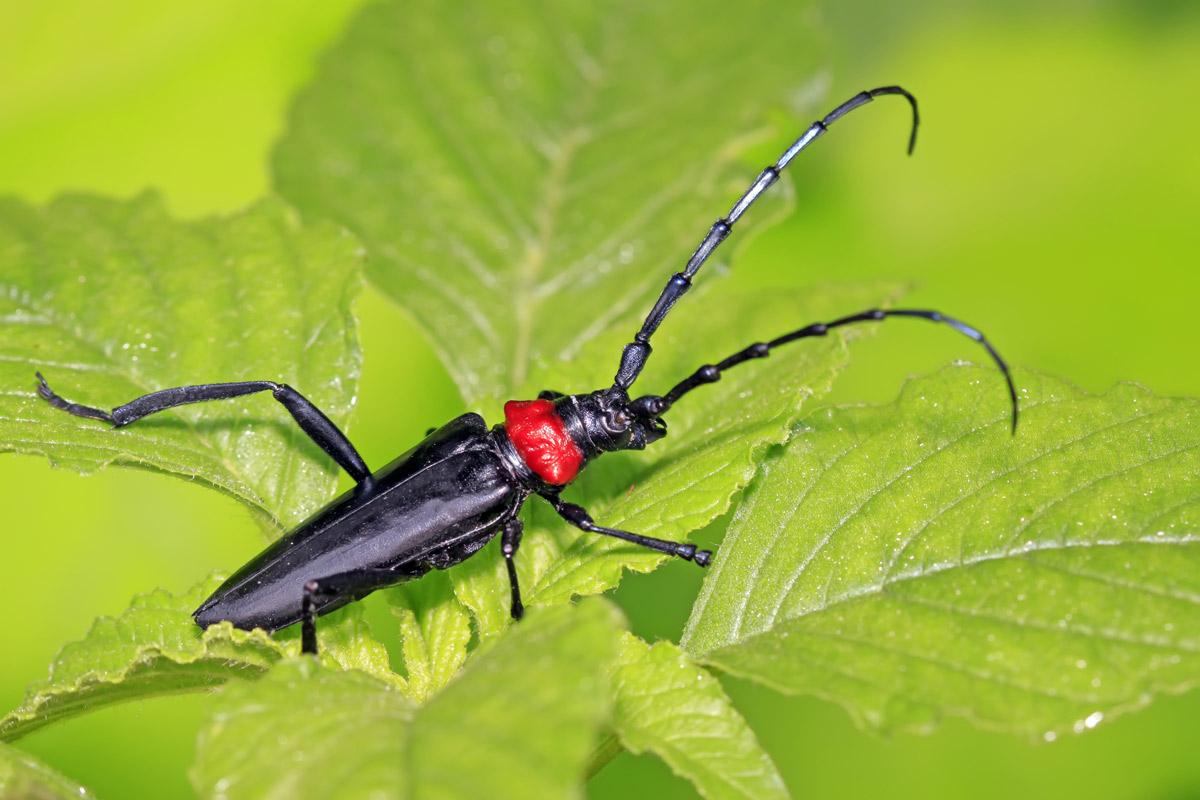 Asiatischer Moschusbockkäfer