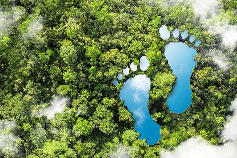 Wald mit zwei Fußabdrücken