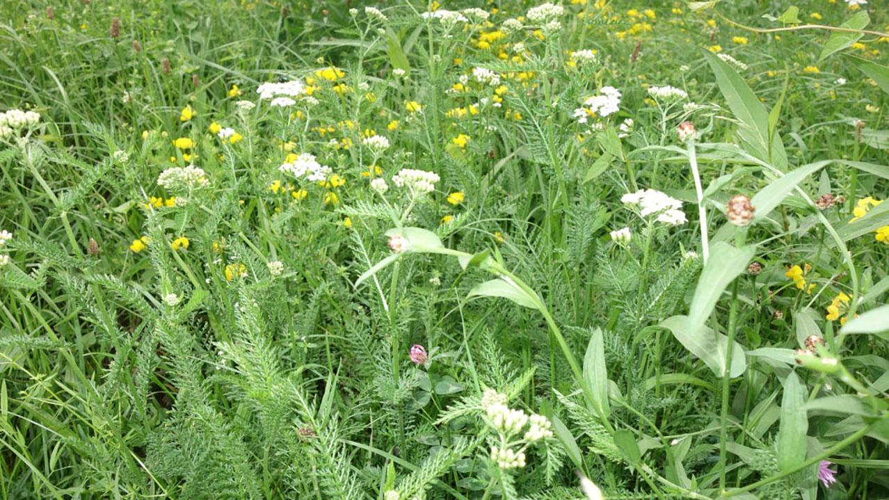 Wiese mit Schafgarbe, Wiesenknopf, Kornblume und Klee Foto: Regine Müller Dipl. Ing (FH) Landschaftsarchitektin / Quelle: Jahresbericht Geländepflege Willing 2024 / © 2024 Regine Müller 